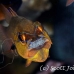 cardinalfish_goldbelly_bhr_tam_h_0240_bal6076.jpg